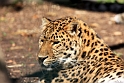 amurleopard IMG_5415